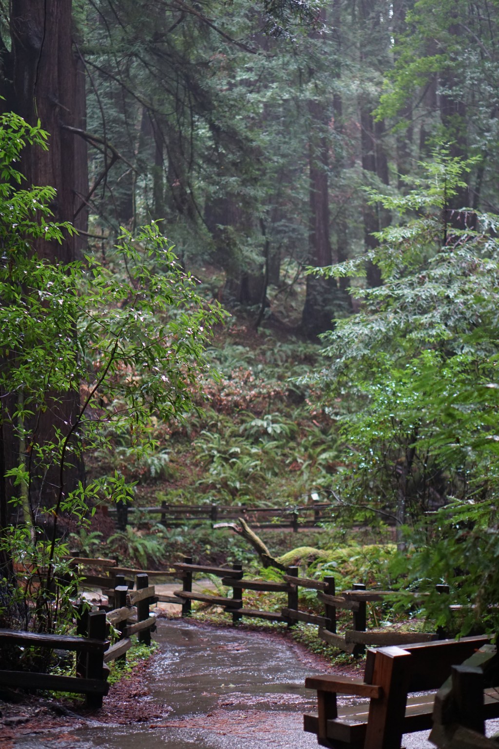 Where the Redwoods&nbsp;Grow